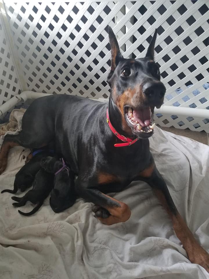 From Puppyhood to Protector: The Growth Journey of a Doberman