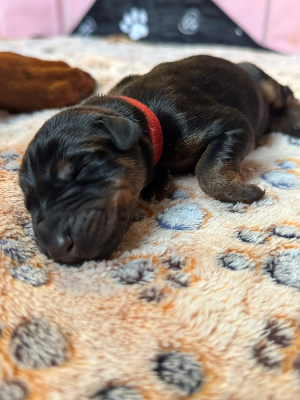 Welcoming a Doberman Puppy: What to Expect