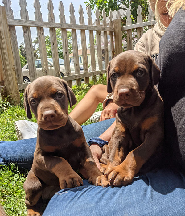 Training Foundations: Setting Your Doberman Puppy Up for Success