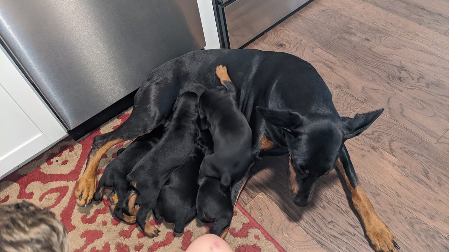 The Importance of Early Socialization for Doberman Puppies