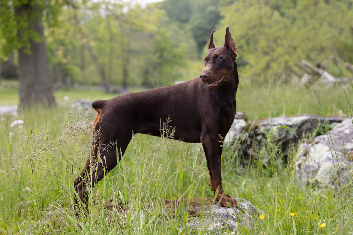 Health Essentials for Doberman Puppies