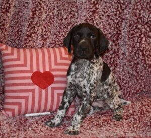 Cooper