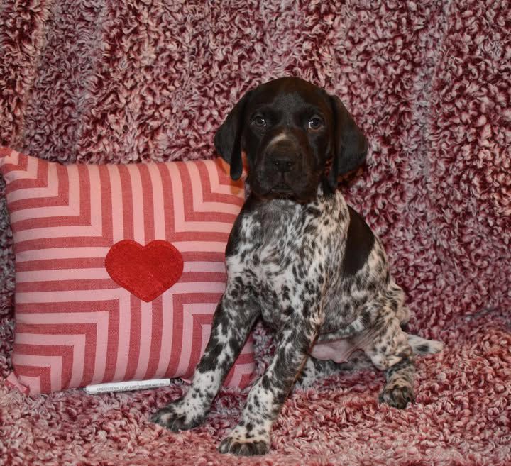Cooper