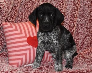 REMI